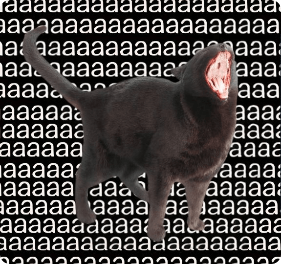 Cat main image